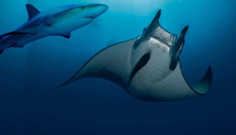Mantarraya se embarazó en un acuario y sospechan del tiburón
