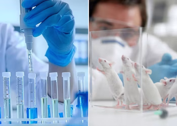 Científicos consiguen alargar un 25% la vida de ratones: ¿cuál puede ser el impacto en los humanos?