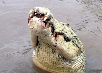 Encontraron restos humanos dentro de un cocodrilo capturado en el norte de Australia