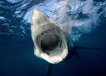 Un adolescente salió a pescar solo y murió por un ataque de tiburón