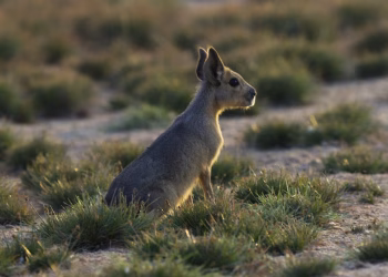 Cómo llegaron maras de la Patagonia al desierto de Dubái: el inesperado hallazgo que sorprendió a los científicos