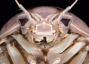 Cómo es la criatura marina gigante recién descubierta que se parece a Darth Vader, el villano de Star Wars