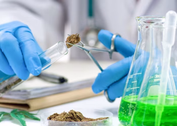 El estudio más grande jamás realizado advirtió sobre el impacto del consumo de cannabis en la memoria