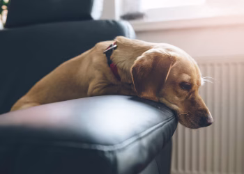 Según un estudio, los perros se desvelan tras situaciones estresantes al igual que los humanos