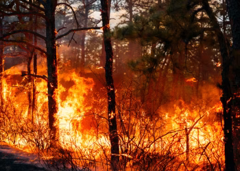 Carolina del Norte y del Sur declararon el estado de emergencia por los incendios y ordenaron evacuaciones