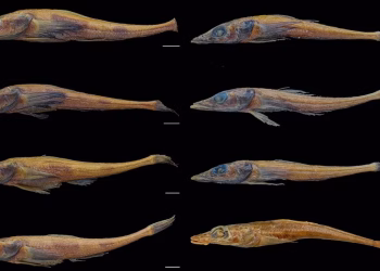 Descubrieron una nueva especie de pez dragón en la Antártida que asombró a la comunidad científica