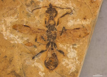 Descubrieron a la hormiga más antigua del mundo, que tenía mandíbulas de guadaña y vivía en Brasil