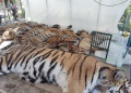 Una peste felina intriga a Tailandia: murieron 72 tigres en 10 días