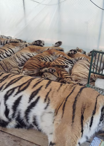 Una peste felina intriga a Tailandia: murieron 72 tigres en 10 días