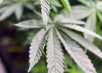 Es hora de que Estados Unidos admita que tiene un problema con la marihuana