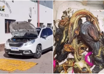 Argentina: Cargamento de cocaína que ingresó desde Bolivia llevaba una ofrenda de presunta magia negra