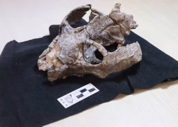 Un fósil de hace 236 millones de años hallado en la Argentina desafía lo que se creía sobre los primeros mamíferos
